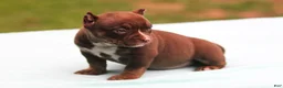 American Bully dogs for sale: Chocolate Trindle Female - Ad 5