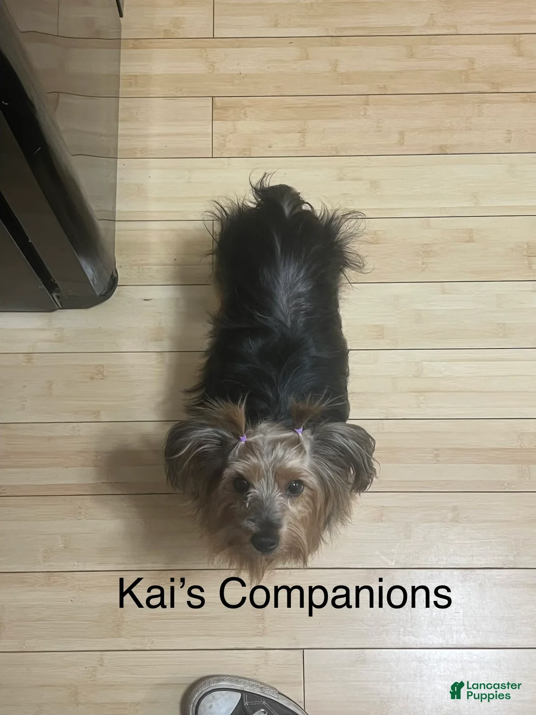 Morkie dogs for sale: Mochi - Ad 5