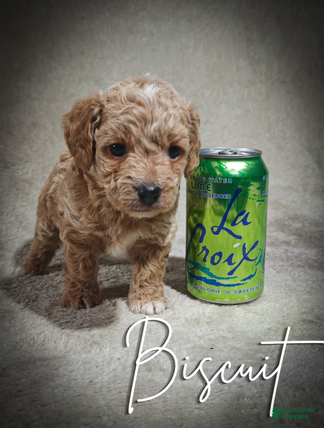Cavapoo dogs for sale: Biscuit (Micro Cavapoo - Ad 2