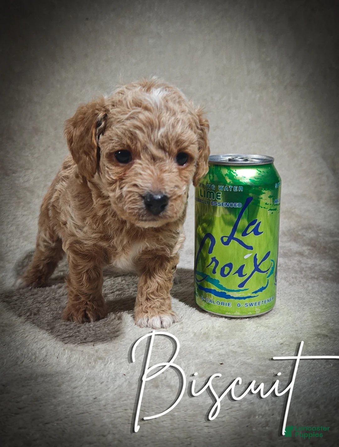 Cavapoo dogs for sale: Biscuit (Micro Cavapoo - Ad 1