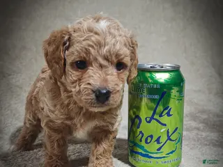 Cavapoo dogs for sale: Biscuit (Micro Cavapoo - Ad 2