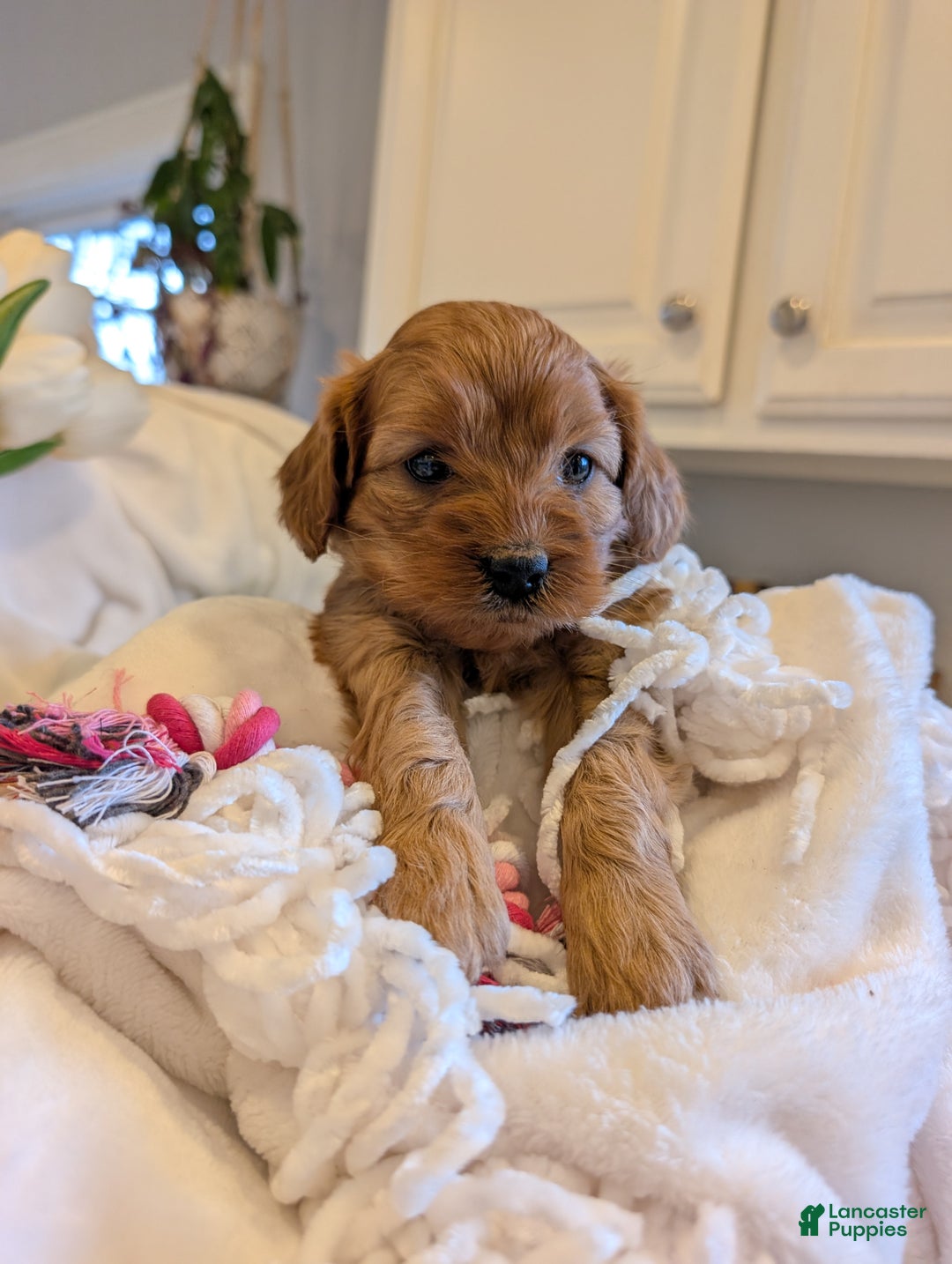 Cavapoo dogs for sale: Ginger Baby - Ad 8