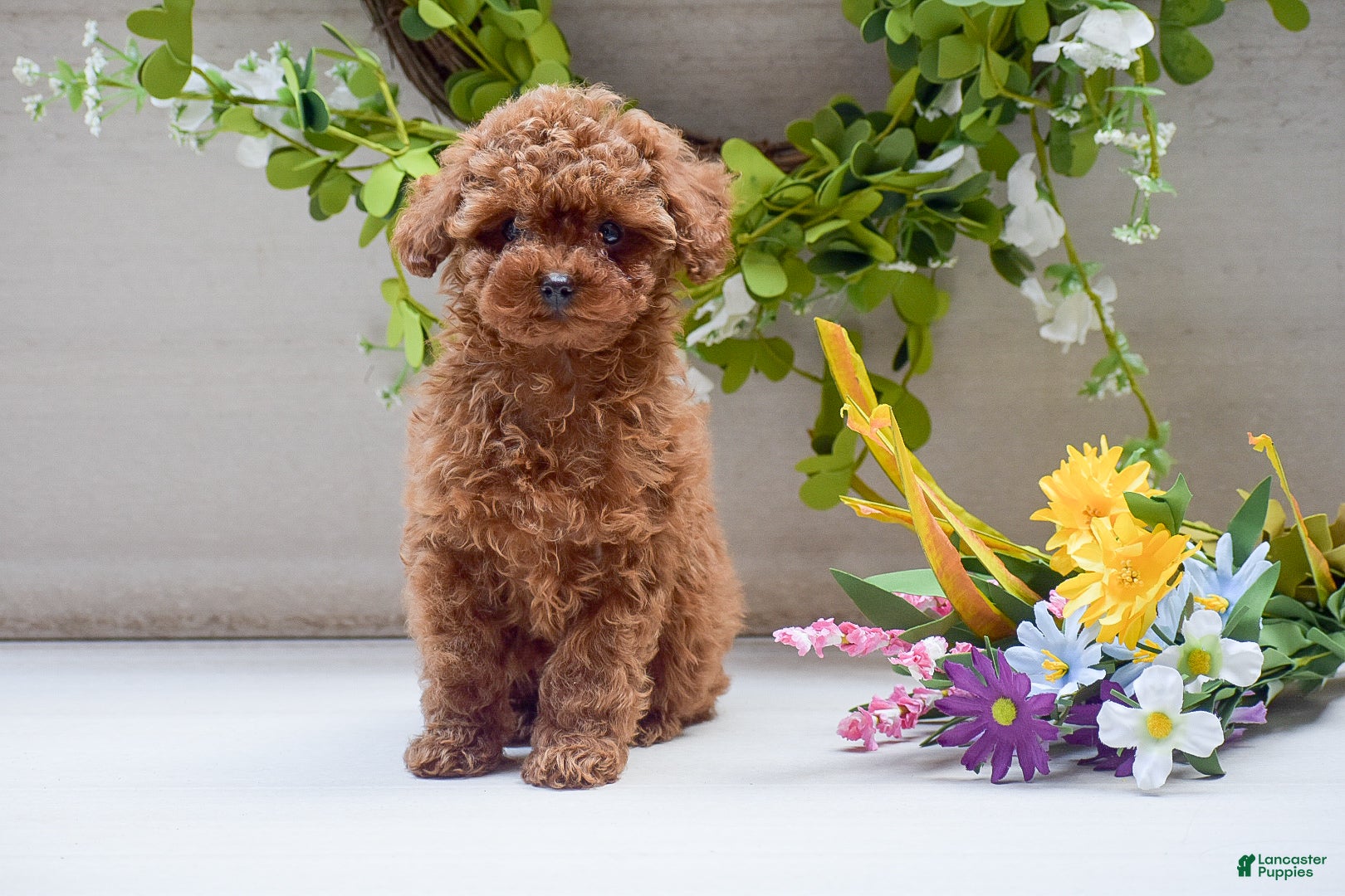 Toy Poodle dogs Lola - Ad 1