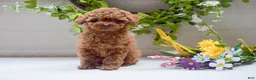 Toy Poodle dogs for sale: Lola - Ad 1