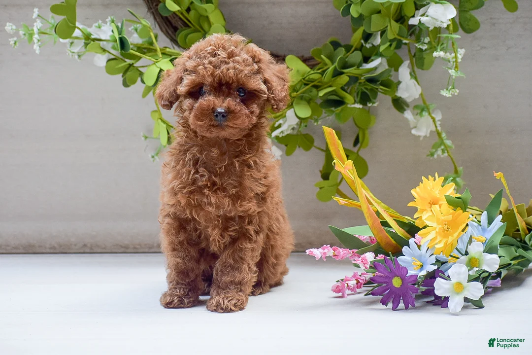 Toy Poodle dogs for sale: Lola - Ad 1