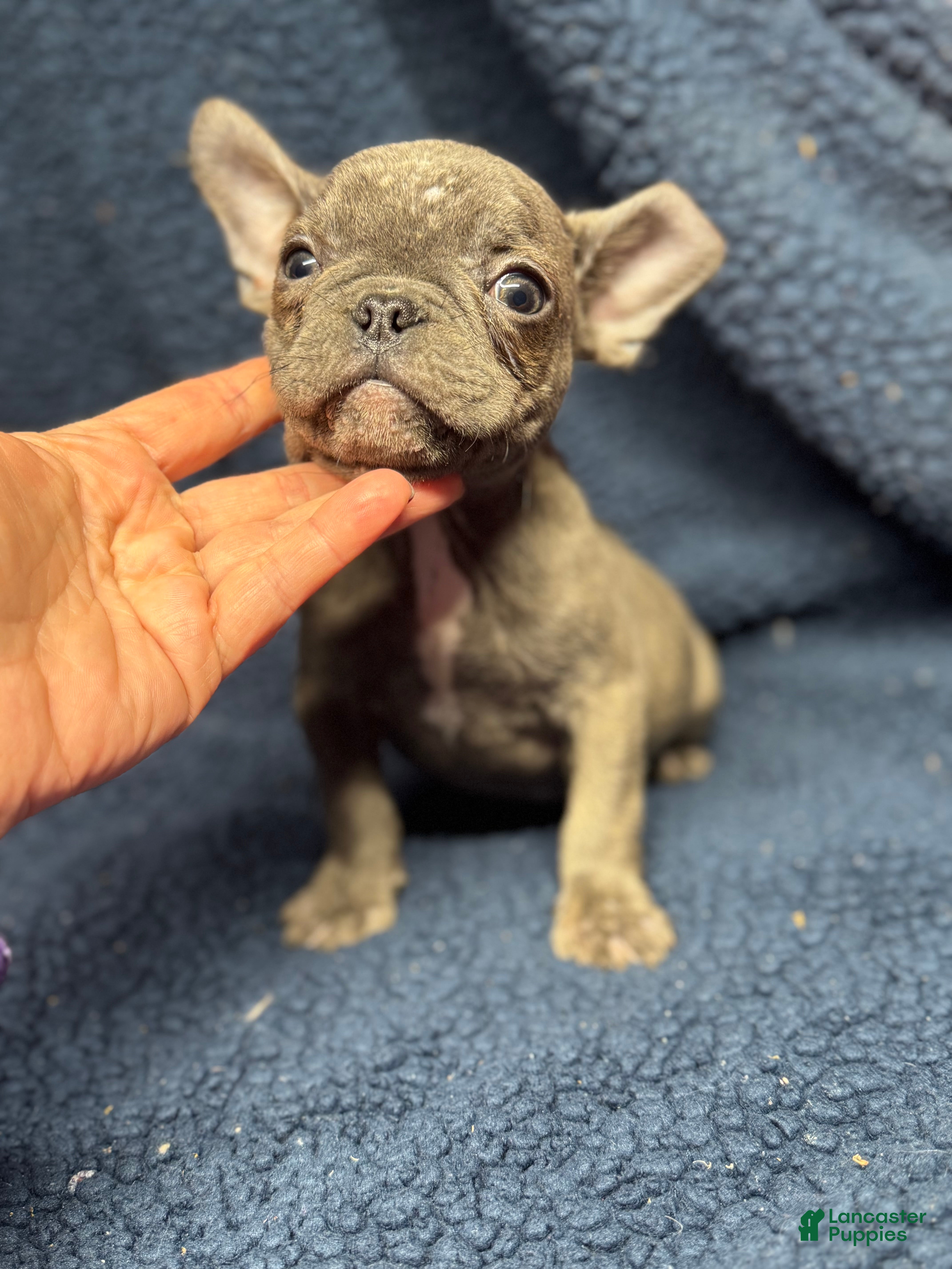 French Bulldog dogs Baby - Ad 2