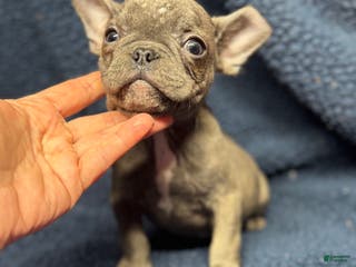 French Bulldog dogs for sale: Baby - Ad 2