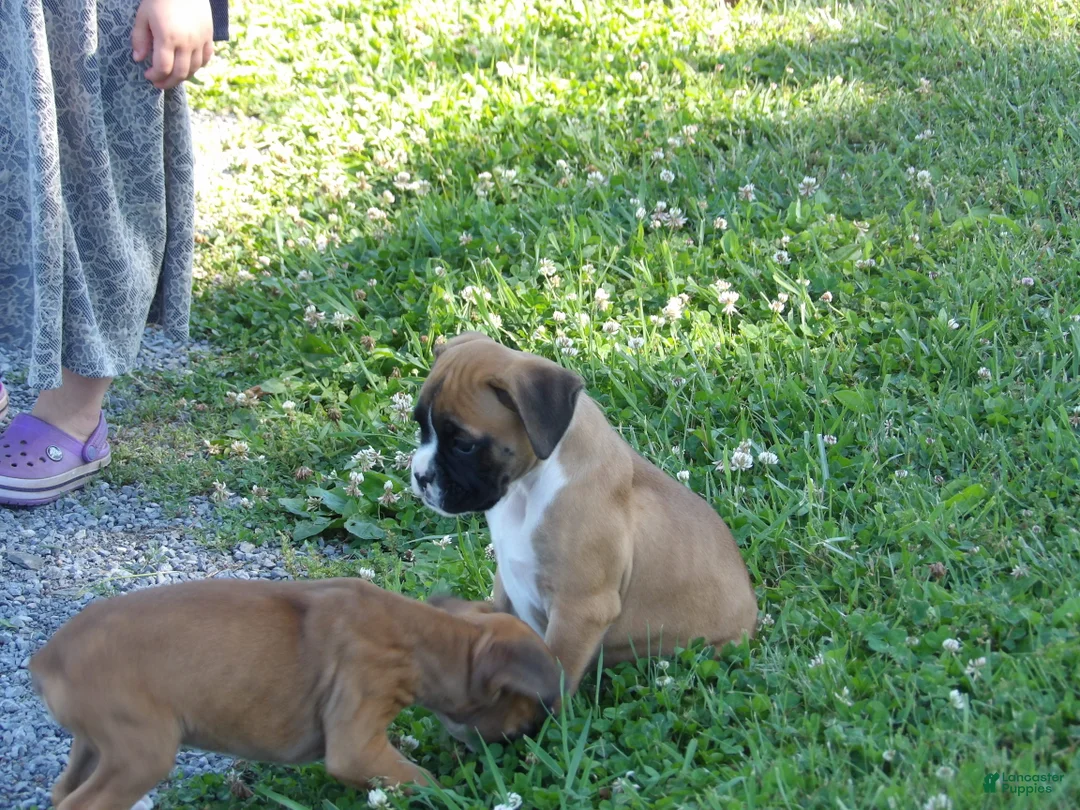 Boxer dogs for sale: Ace - Ad 2