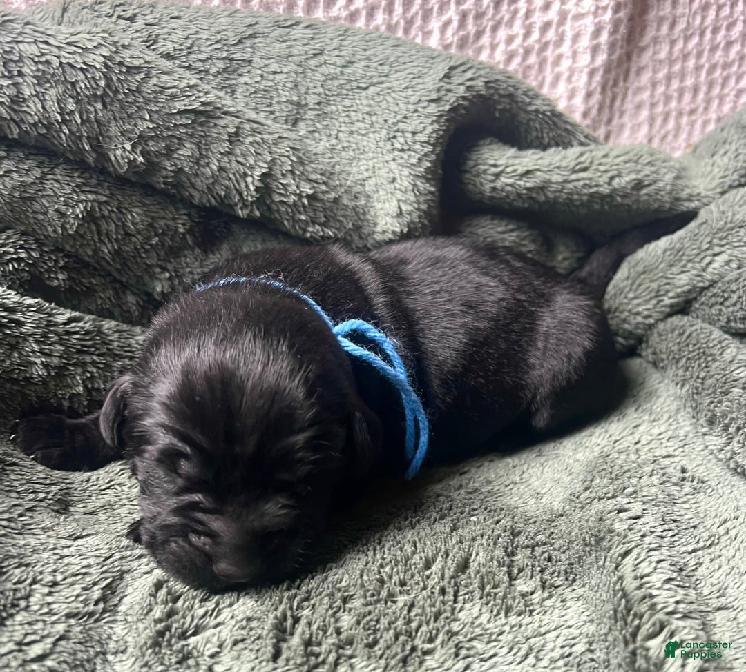 Labrador Retriever dogs for sale: Macchiato  - Ad 2