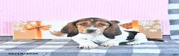 Basset Hound dogs for sale: Jacqueline - Ad 5