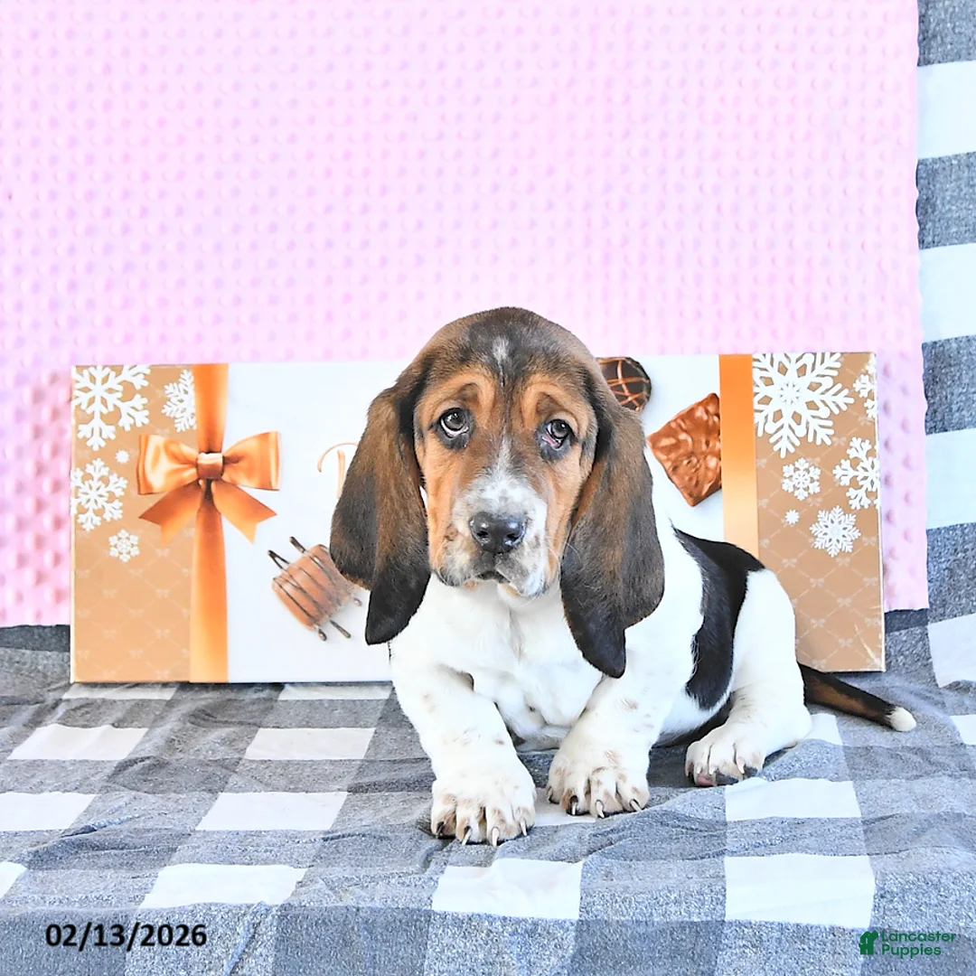 Basset Hound dogs for sale: Jacqueline - Ad 5