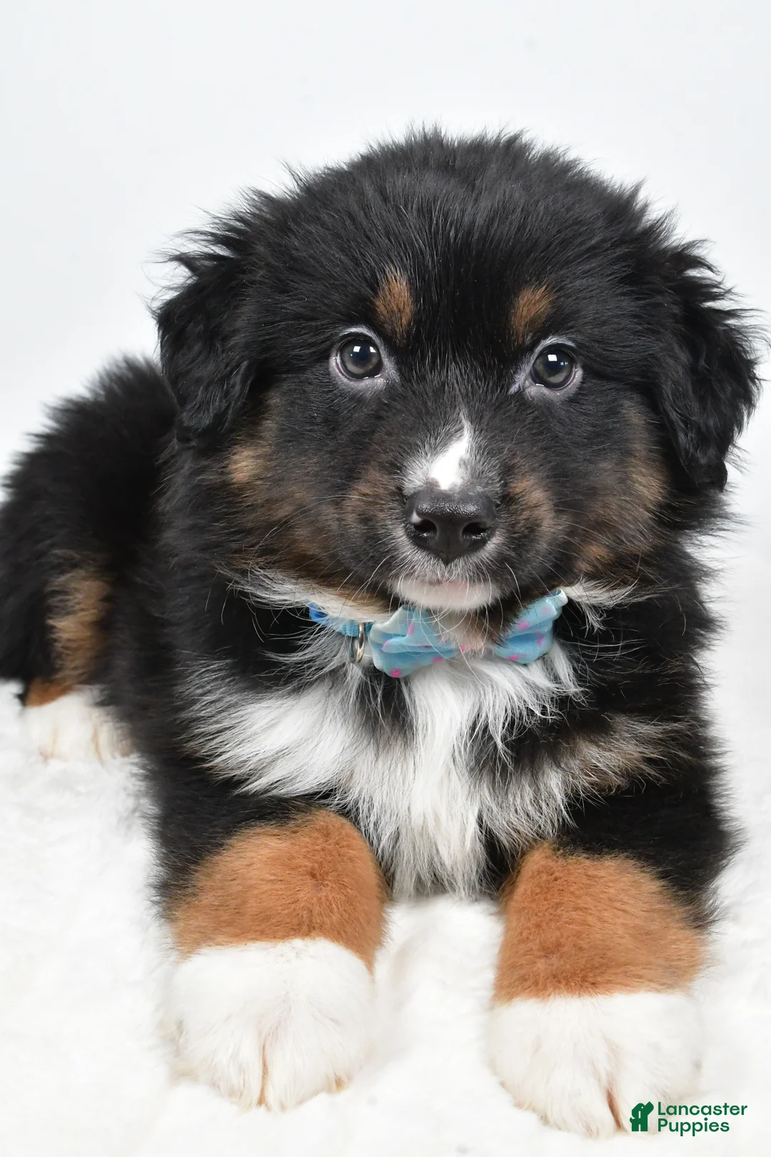 Miniature Australian Shepherd dogs for sale: Landon - Ad 4