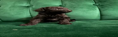 Cavapoo Puppy 5
