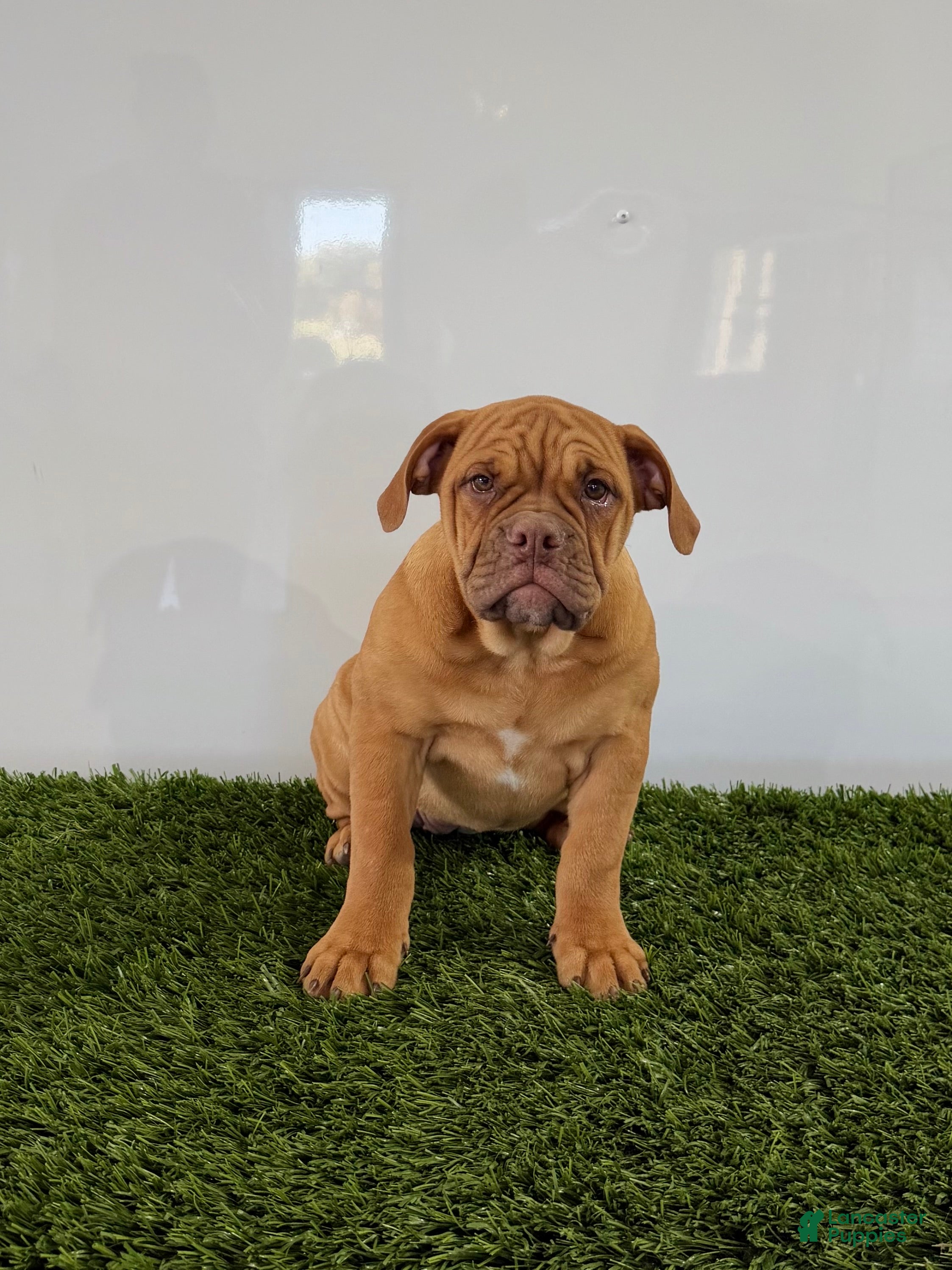 Olde English Bulldogge dogs for sale: Nancy - Ad 1