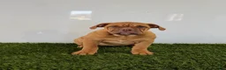 Olde English Bulldogge dogs for sale: Nancy - Ad 1