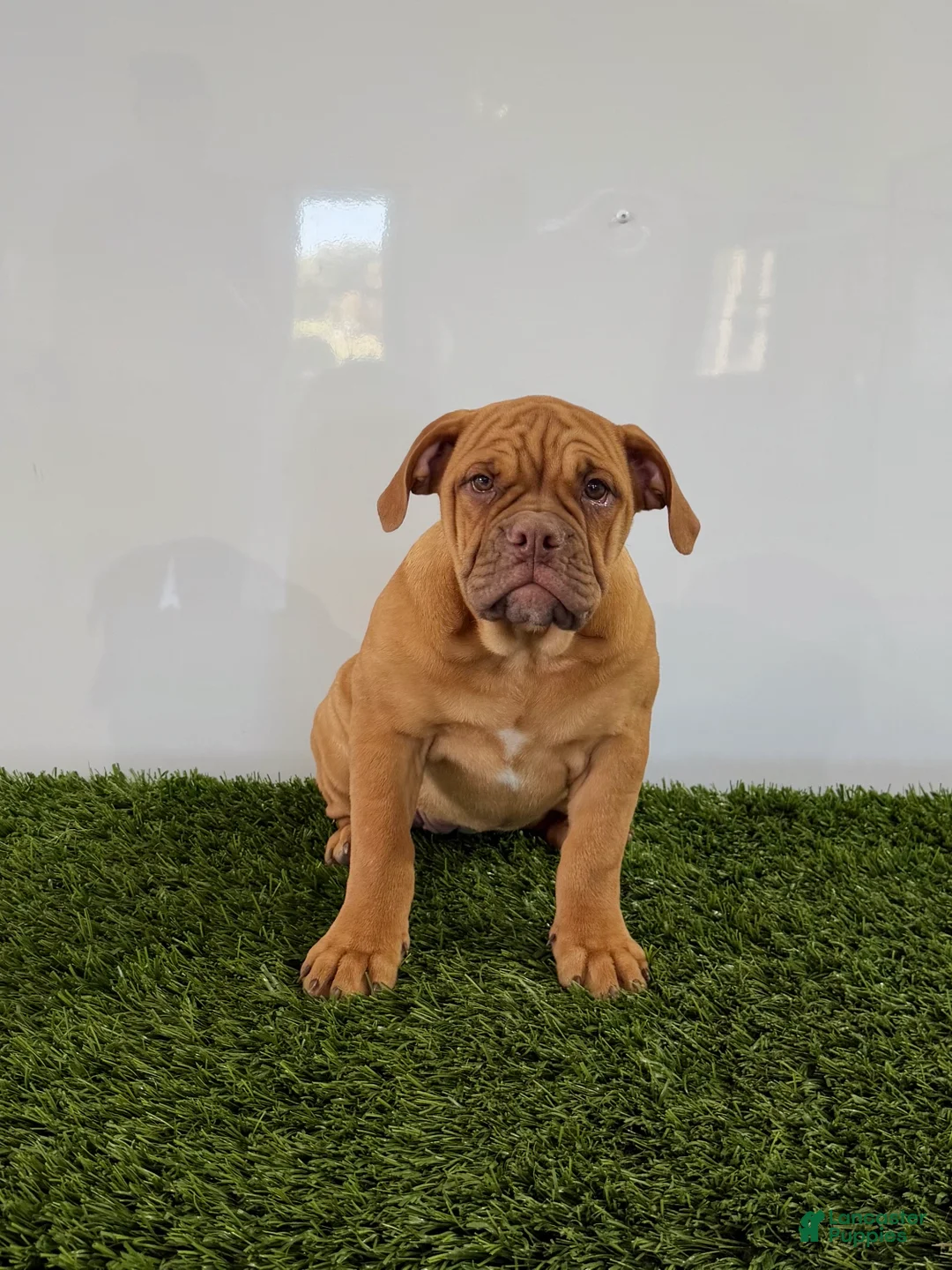 Olde English Bulldogge dogs for sale: Nancy - Ad 1
