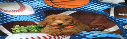 Mini Goldendoodle dogs for sale: Russell 10 lbs full grown - Ad 5