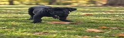 Cane Corso dogs for sale: Cane Corso 1 - Ad 1