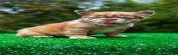 French Bulldog dogs for sale: "CINDERELLA" -ROJO FLUFFY Merle in California-USA Delivery - Ad 6