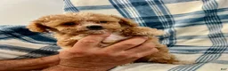 Shihpoo dogs for sale: Terry-Boy-Shihpoo 3 - Ad 3