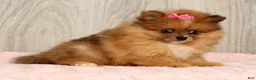 Pomeranian dogs for sale: Happy - Ad 6