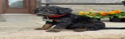 Bernedoodle dogs for sale: Bear - Ad 3