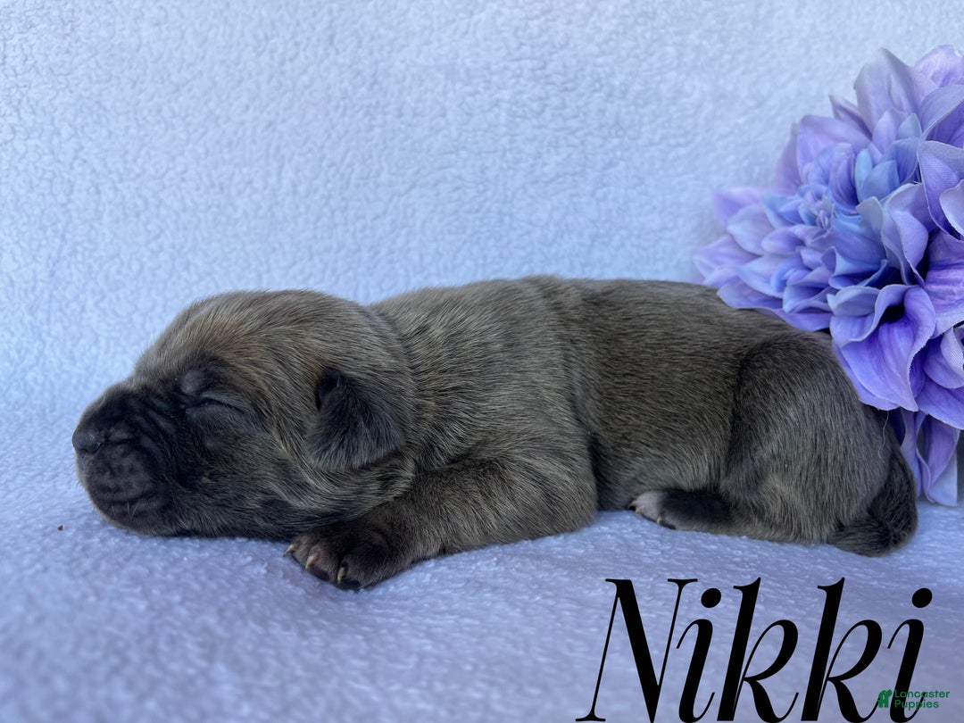 Cane Corso dogs for sale: Nikki - Ad 2