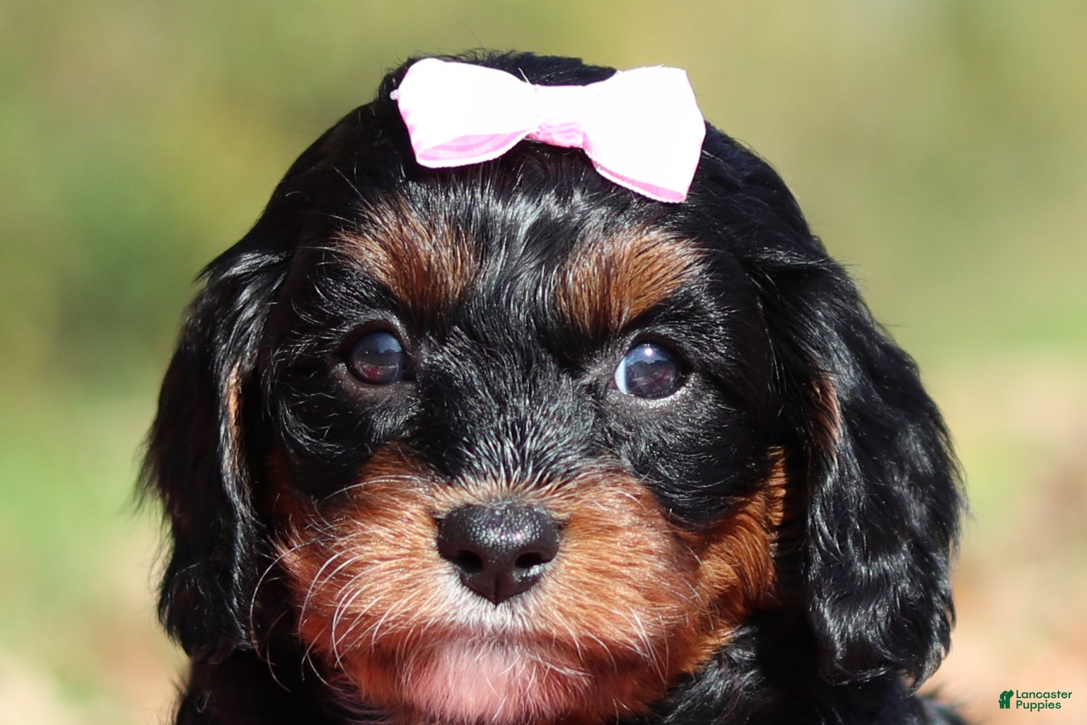 Cavapoo dogs Della - Ad 1