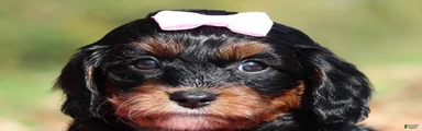 Della