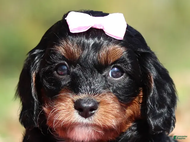 Cavapoo dogs for sale: Della - Ad 1