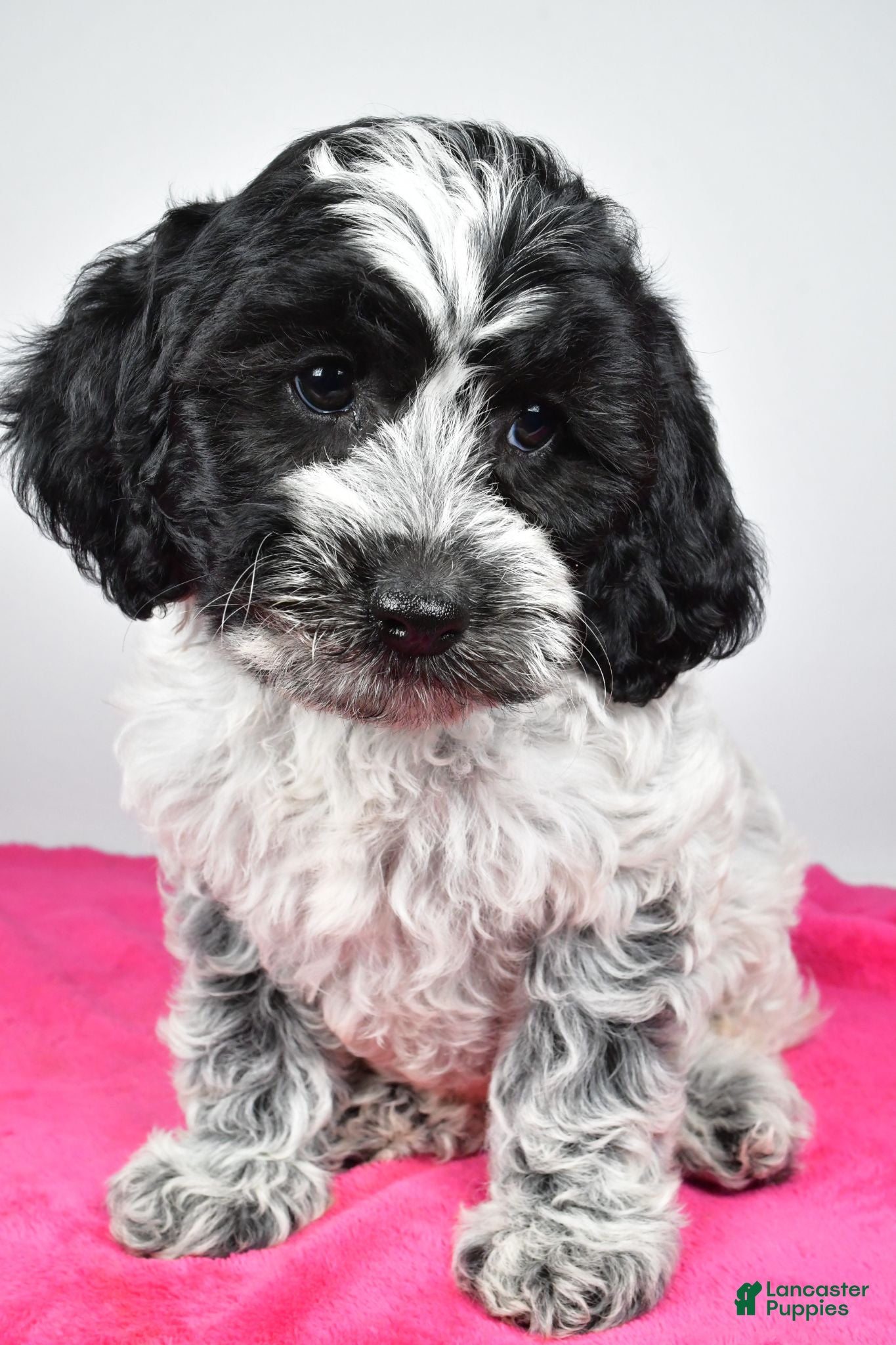 Cockapoo dogs Faith - Ad 2