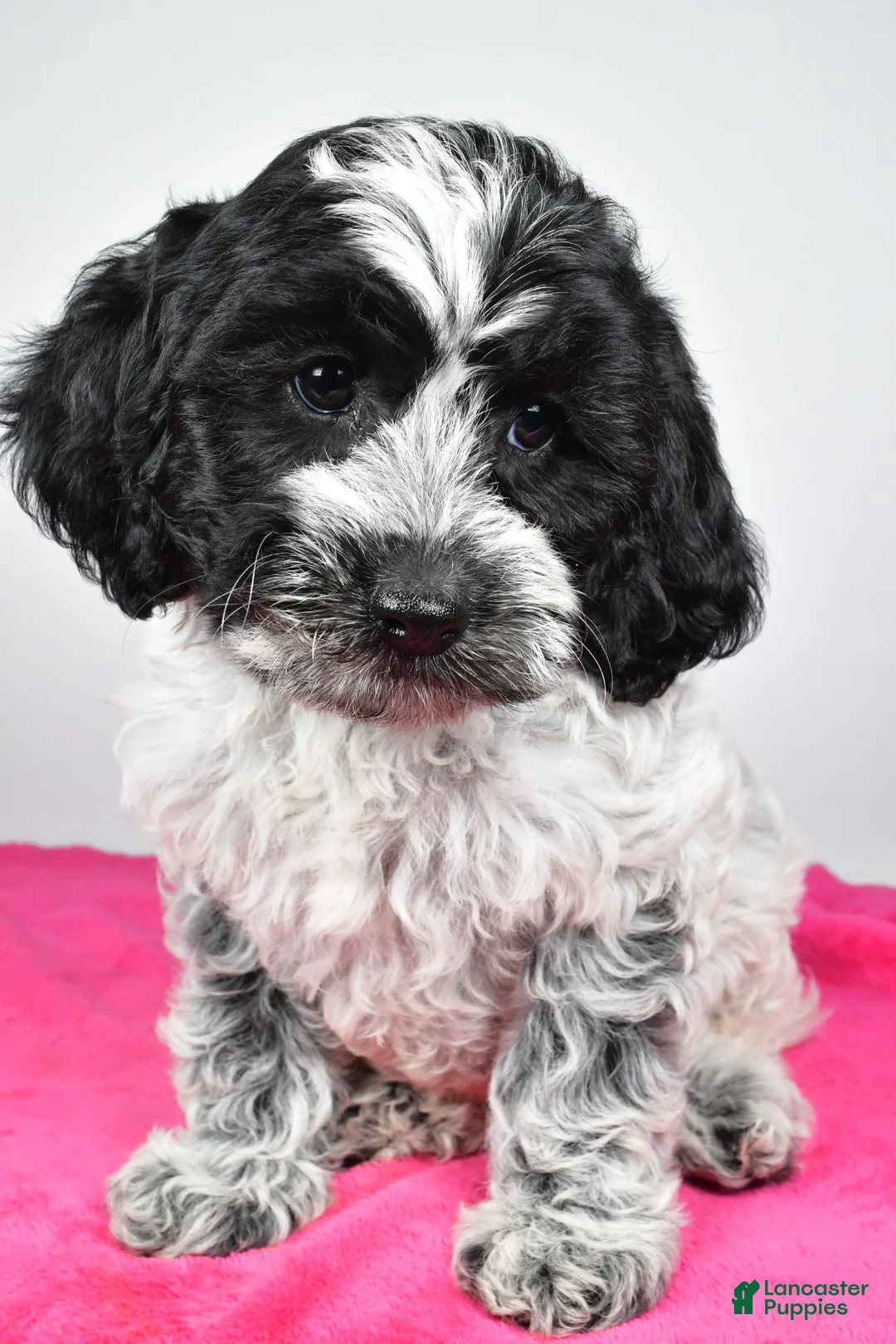 Cockapoo dogs for sale: Faith - Ad 2