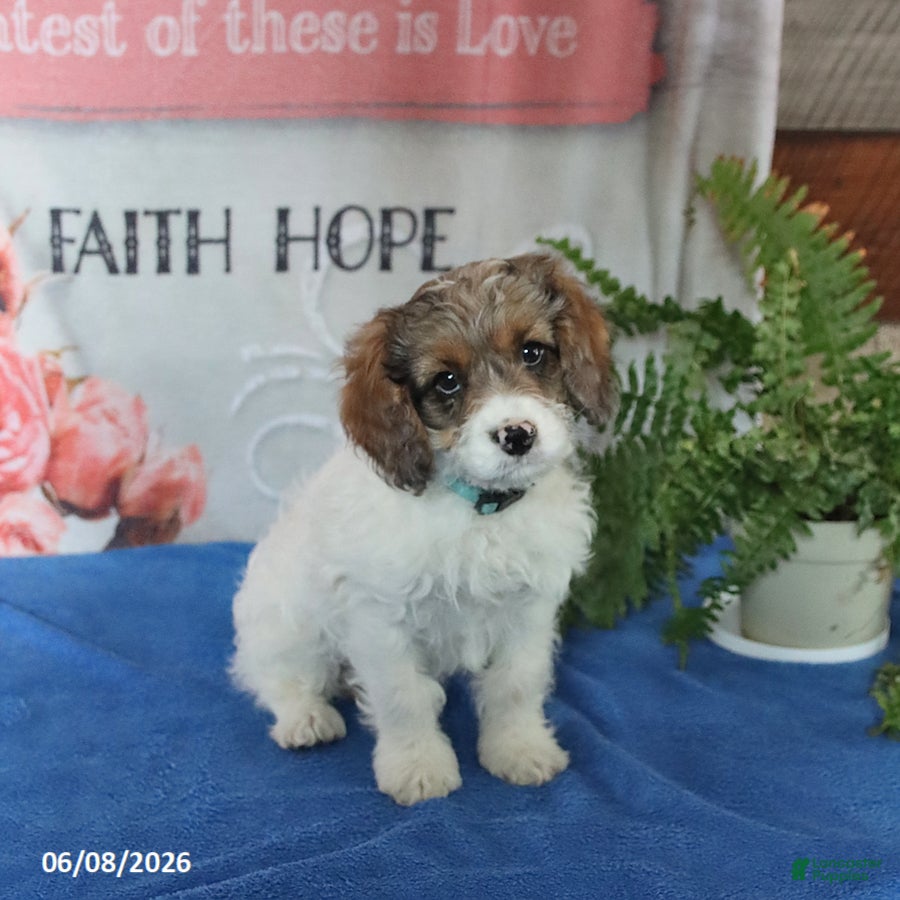 Cavapoo dogs Max - Ad 1