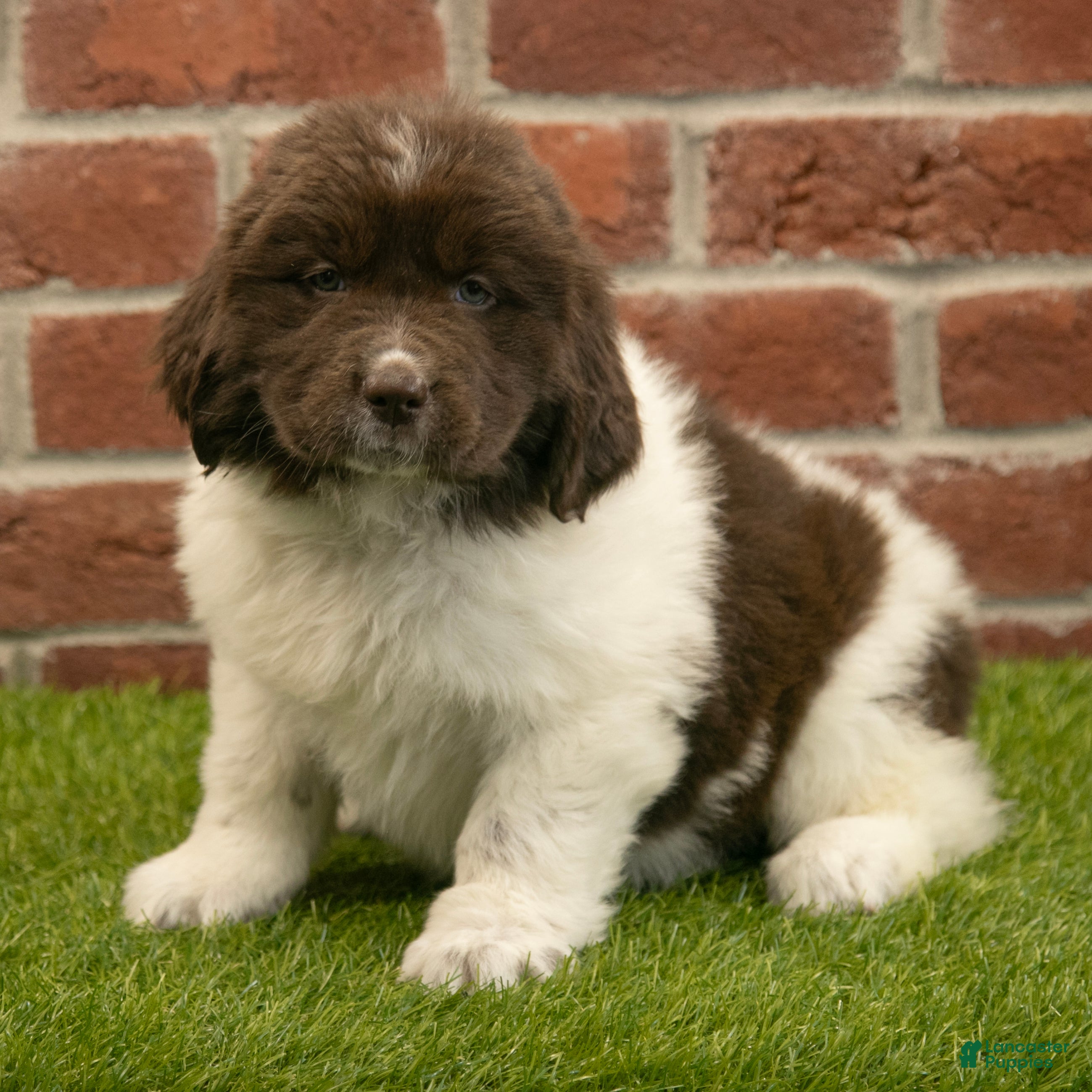 Newfoundland dogs Bambi - Ad 1