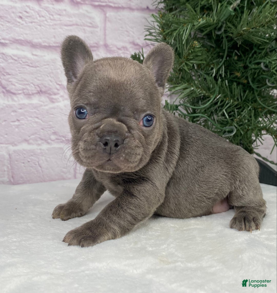 French Bulldog dogs for sale: Paisley  - Ad 3