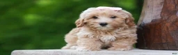 Havapoo dogs for sale: Ember 💛🐾 - Ad 10