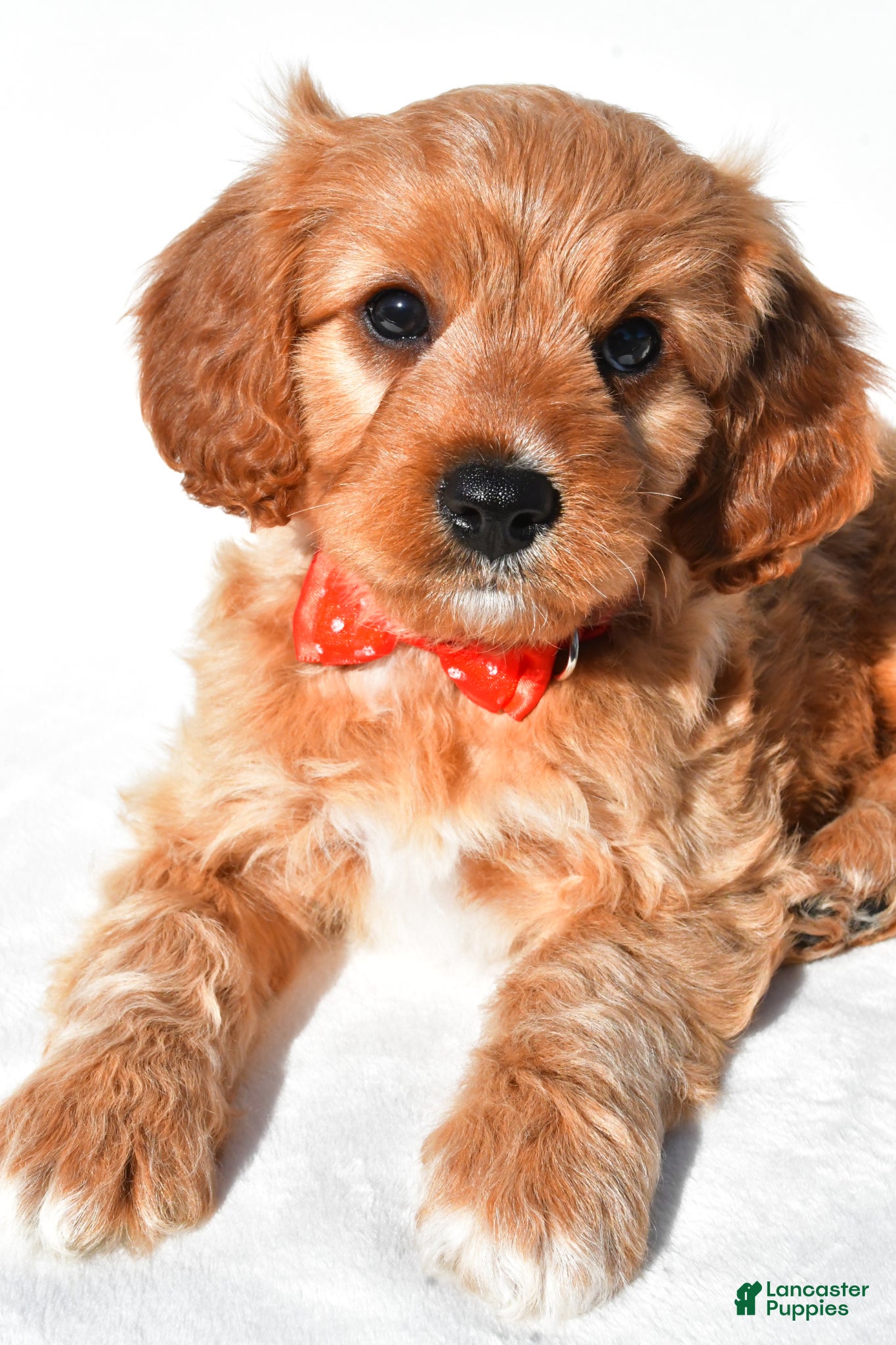 Cavapoo dogs Gabe - Ad 2