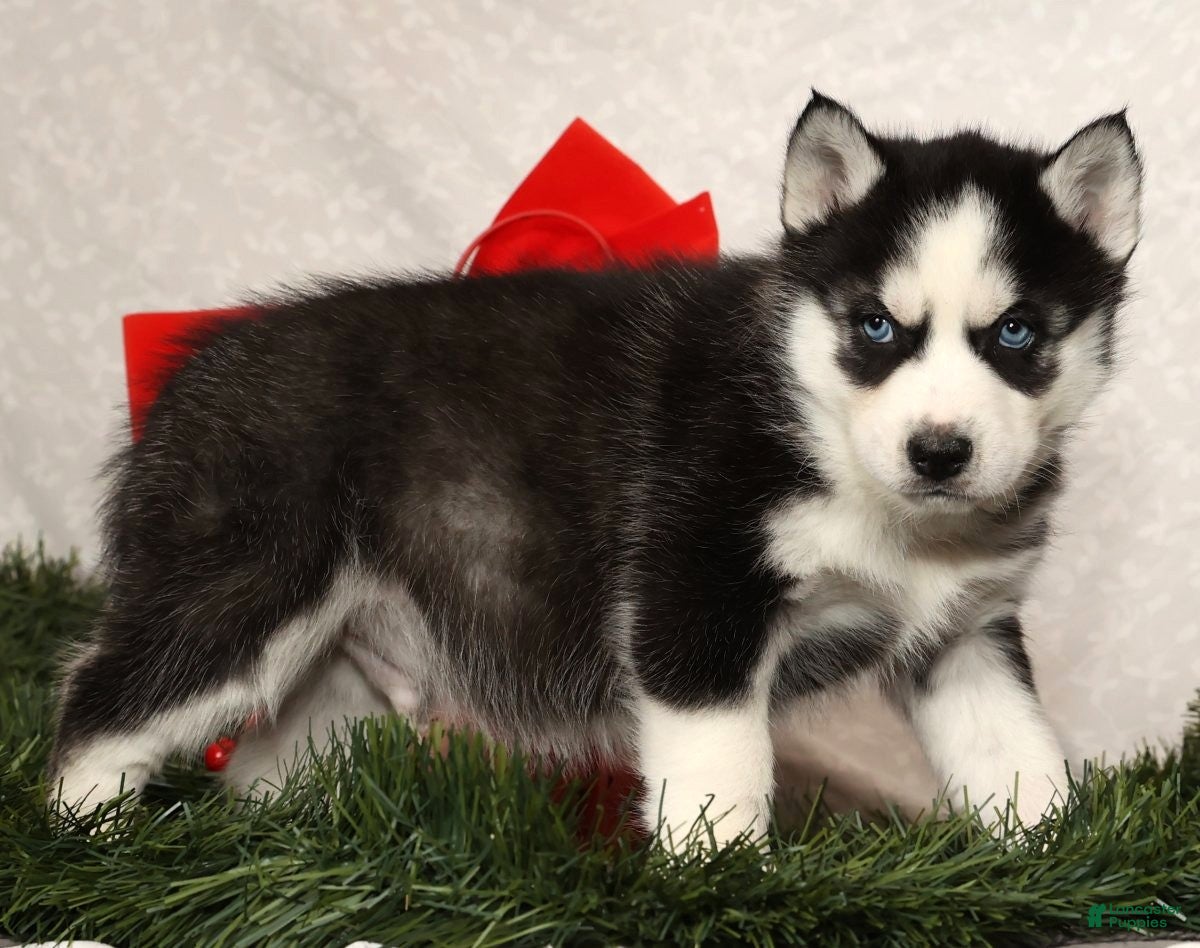 Siberian Husky dogs Rufus - Ad 4