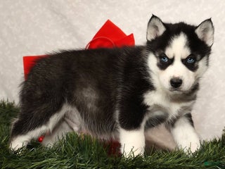 Siberian Husky dogs Rufus - Ad 4