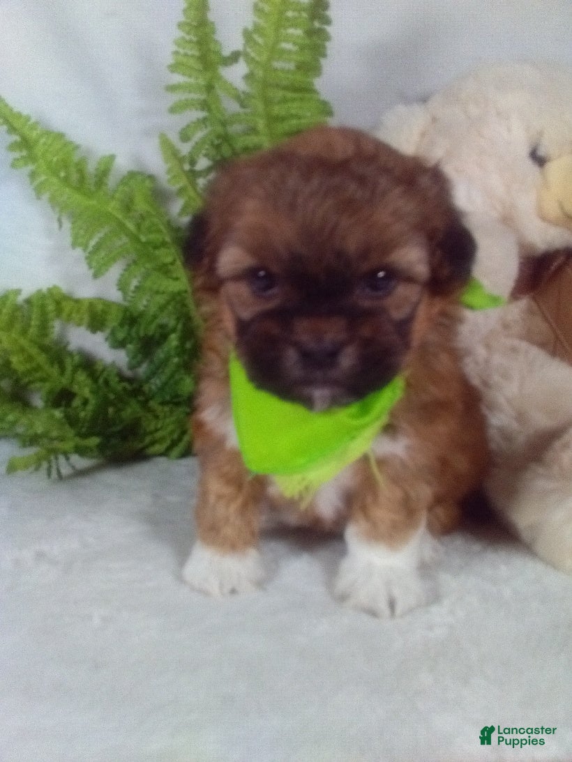 Shihpoo dogs King - Ad 1