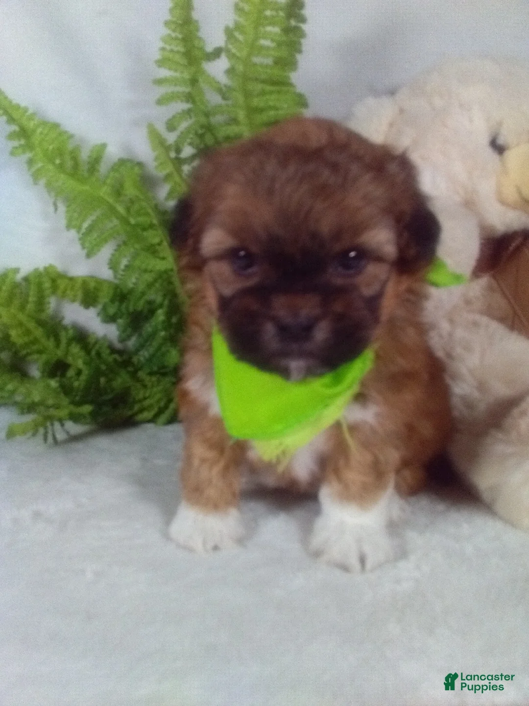 Shihpoo dogs for sale: King - Ad 1