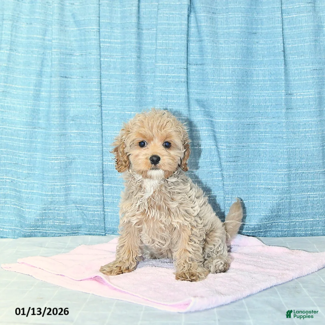 Cockapoo dogs for sale: Bitzy - Ad 5