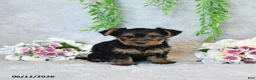 Yorkshire Terrier dogs for sale: Codey - Ad 4