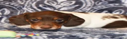 Dachshund dogs for sale: Dachshund Puppy 1 - Ad 3