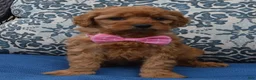 Mini Goldendoodle dogs for sale: Mini Gabby - Ad 9