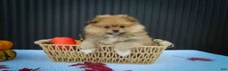 Pomeranian dogs for sale: 🐾 Meet Roxy — A Bouncy Little Ball of Fluff! 🐾 - Ad 9