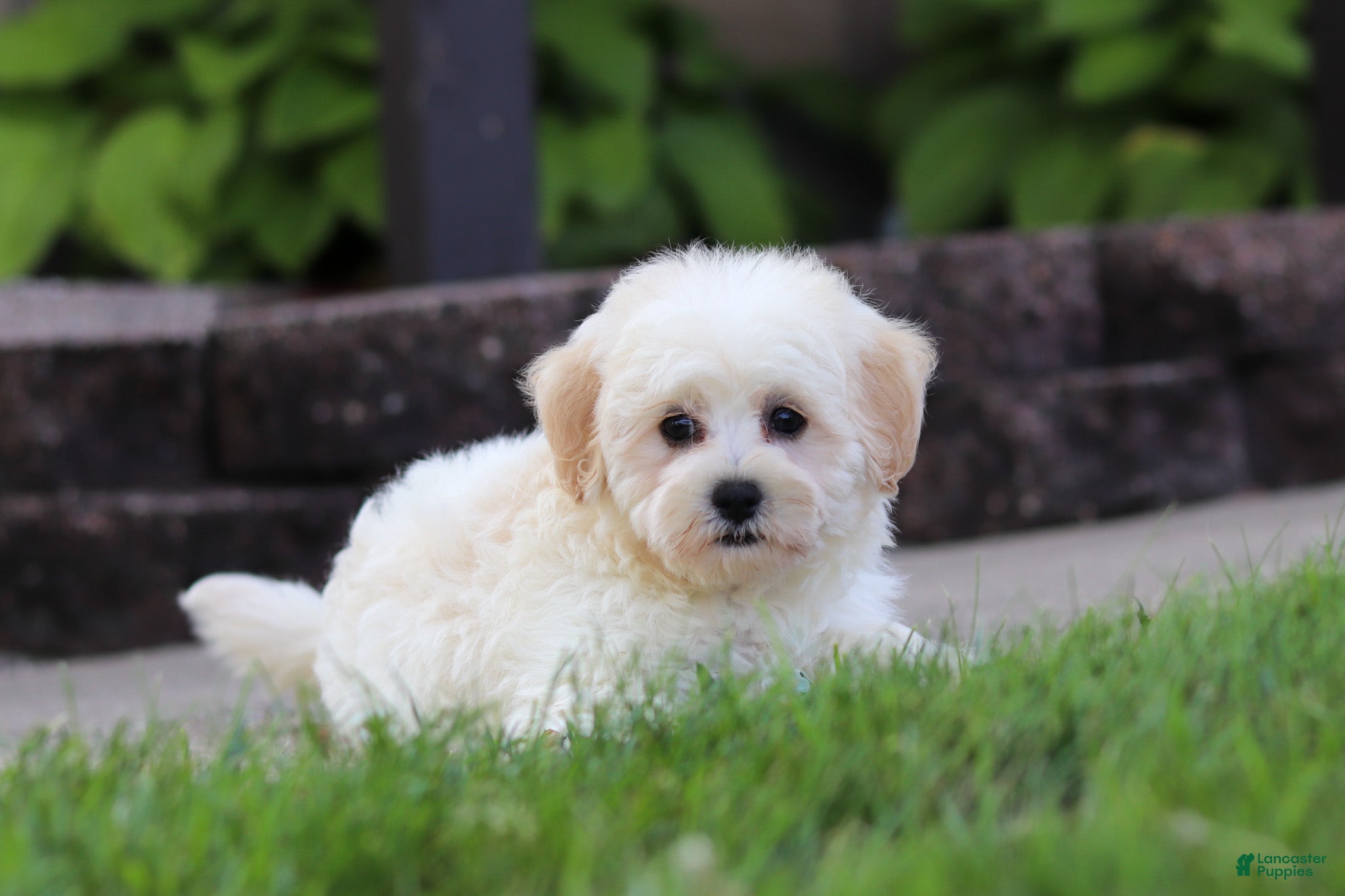 Maltipoo dogs Marshmellow - Ad 2