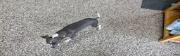 Italian Greyhound dogs for sale: Sharon - Ad 7