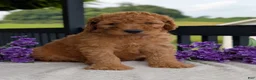 Goldendoodle dogs for sale: Archie  - Ad 21