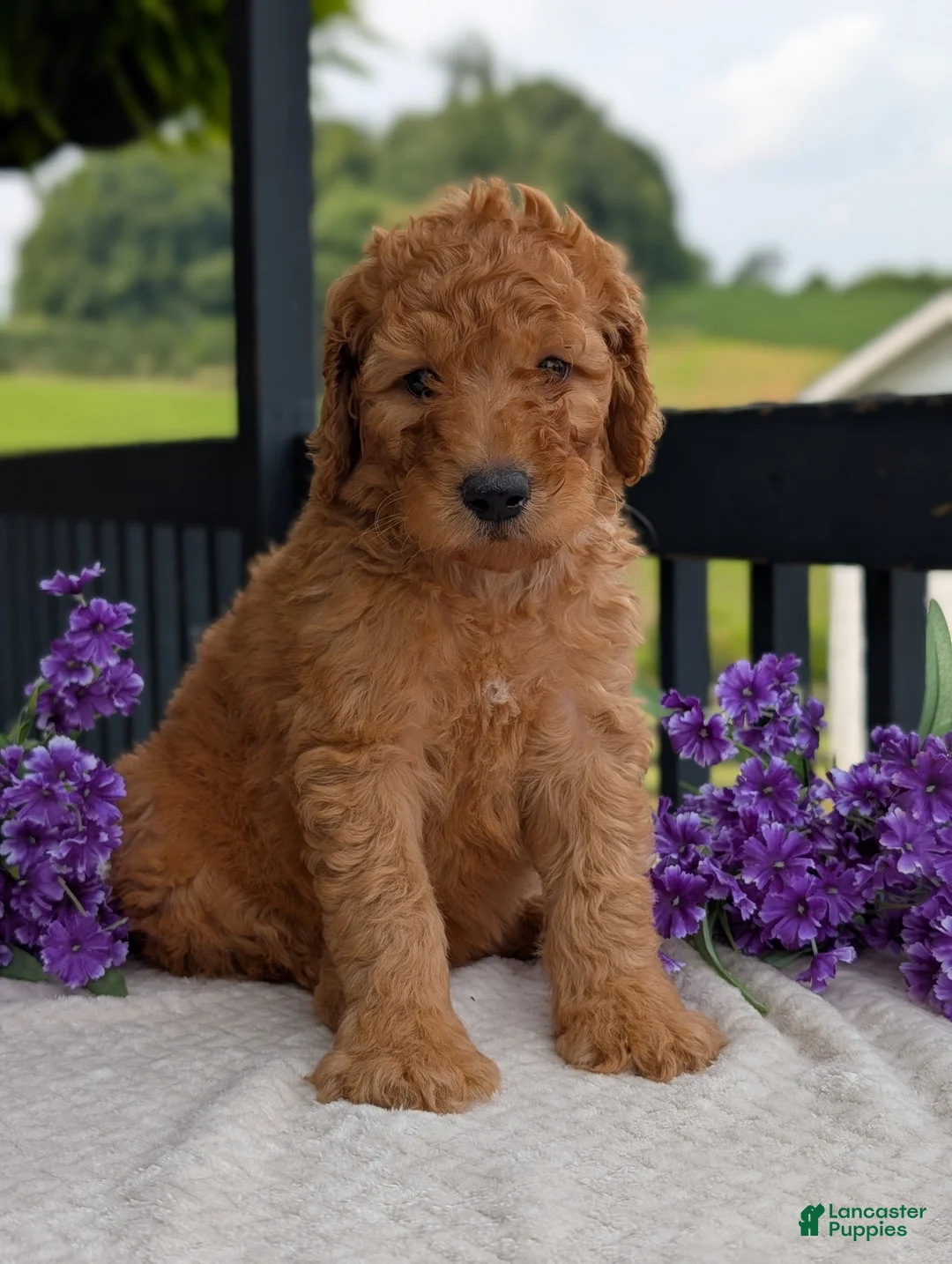 Goldendoodle dogs for sale: Archie  - Ad 21
